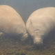 Two manatees swim together near a riverbed of seagrass.